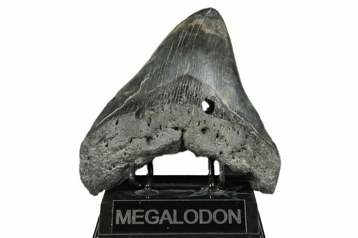Bargain, Fossil Megalodon Tooth - South Carolina #170389